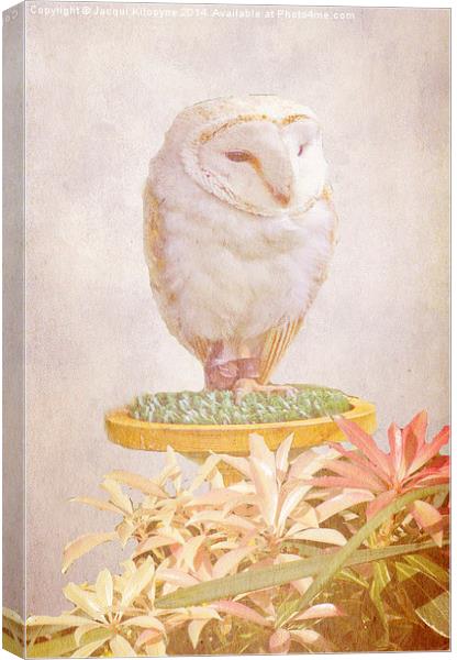 White Owl Canvas Print by Jacqui Kilcoyne