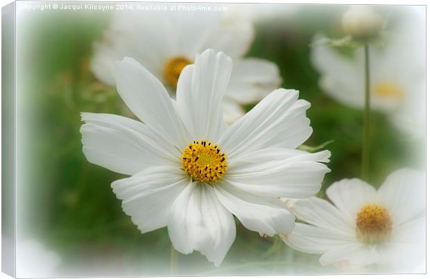 Summer Daisies.  Canvas Print by Jacqui Kilcoyne