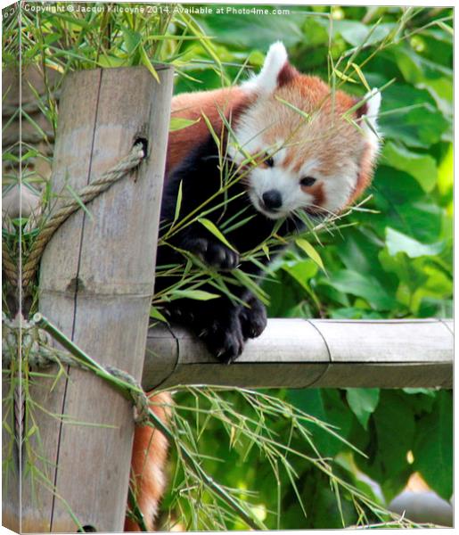 Red Panda  Canvas Print by Jacqui Kilcoyne