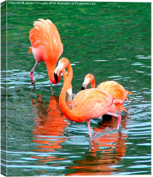 Pretty Flamingo  Canvas Print by Jacqui Kilcoyne