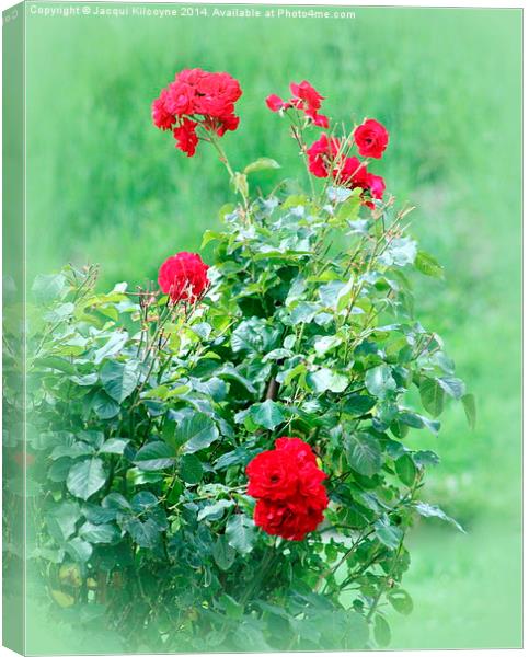 Last of the Summer Roses  Canvas Print by Jacqui Kilcoyne