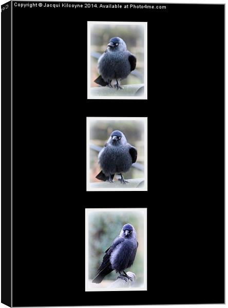 Jackdaw Tryptich, Portrait  Canvas Print by Jacqui Kilcoyne