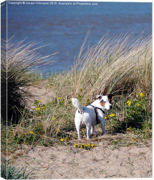 Doggie in the Dunes  Canvas Print by Jacqui Kilcoyne