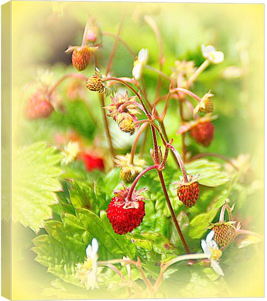  Strawberries for Tea Canvas Print by Jacqui Kilcoyne