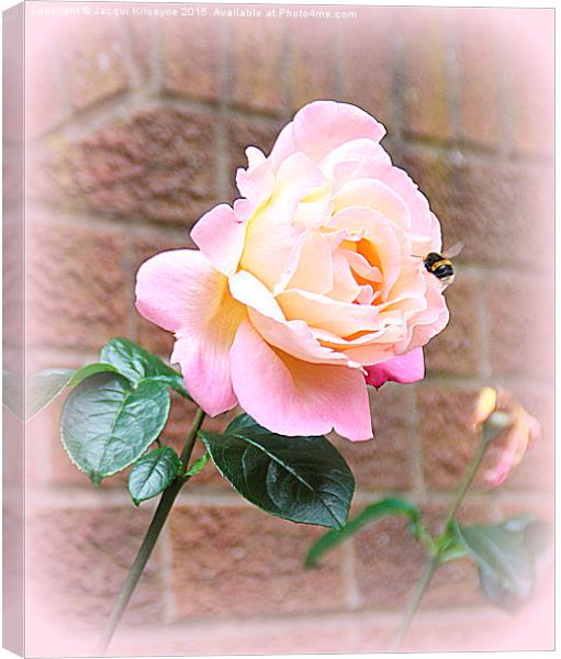  A Summer Rose Canvas Print by Jacqui Kilcoyne