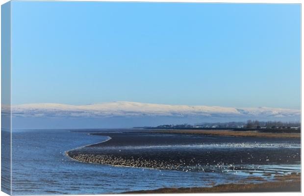 Snow Across the Bay Canvas Print by Jacqui Kilcoyne