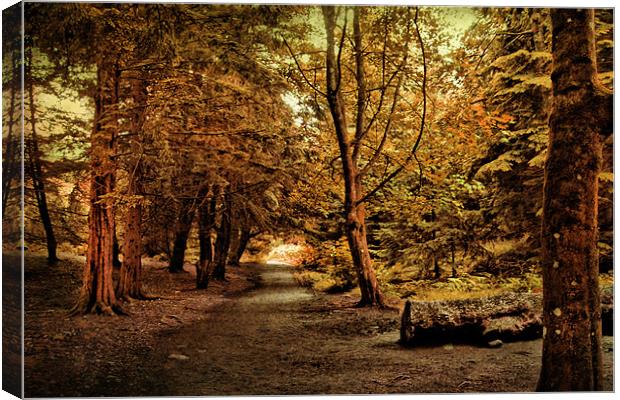 Autumn Walk . Canvas Print by Irene Burdell