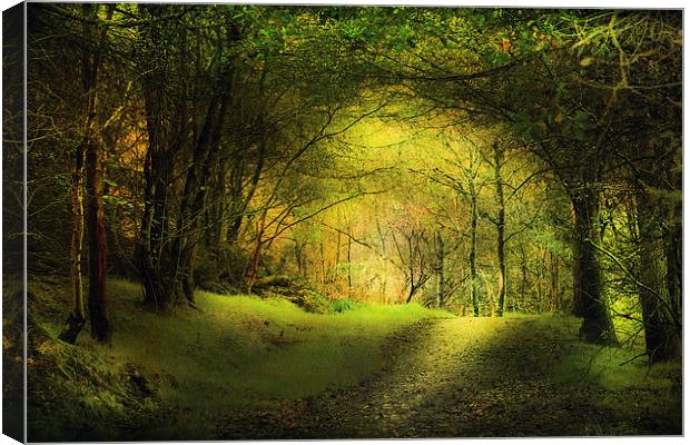  In the woods. Canvas Print by Irene Burdell