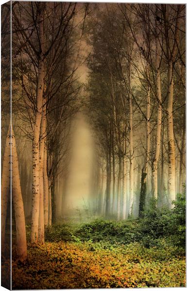  Birch Trees in the mist. Canvas Print by Irene Burdell