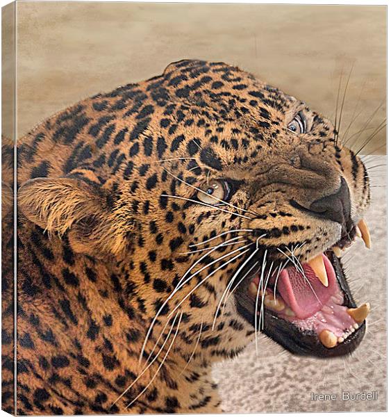The Jaguar Canvas Print by Irene Burdell