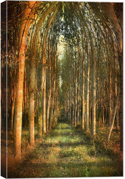 Arch of Trees.  Canvas Print by Irene Burdell