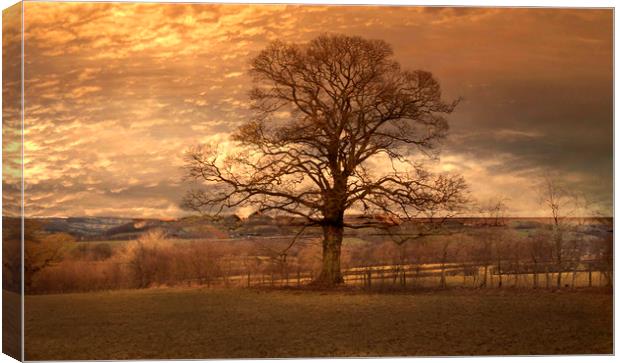 The Lone Tree Canvas Print by Irene Burdell