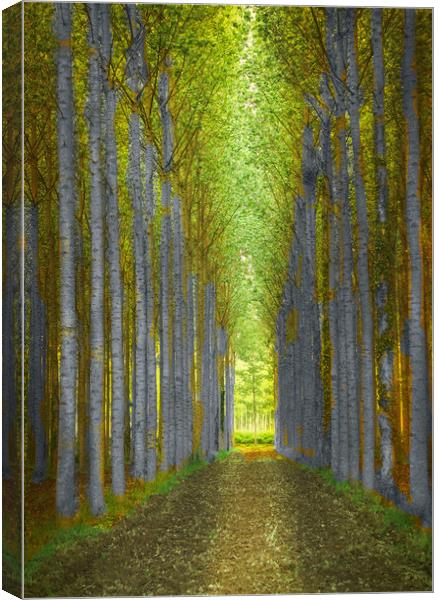 Birch Trees  Canvas Print by Irene Burdell