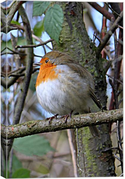 Robin 2 Canvas Print by Irene Burdell