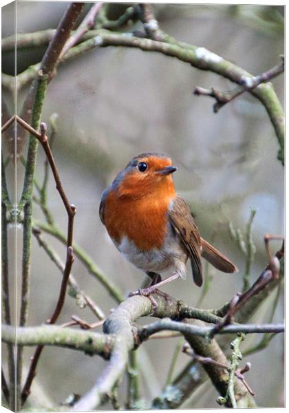 The Robin  Canvas Print by Irene Burdell