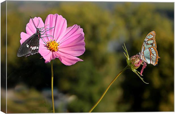 Cosmos and butterflies  Canvas Print by Irene Burdell