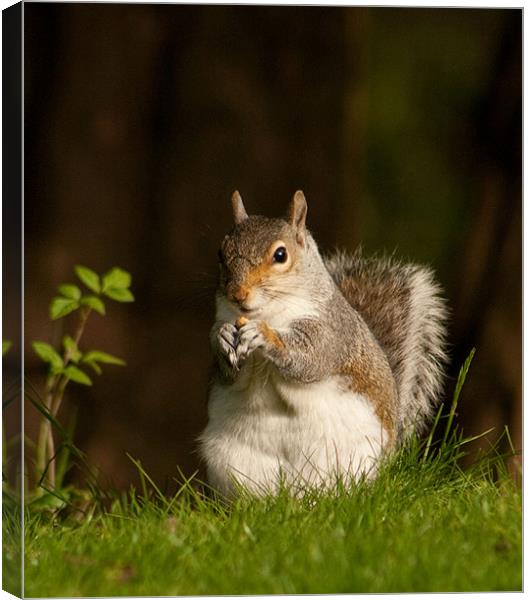 Squirrel  eating nuts in Saltwell Park Canvas Print by Richie Miles