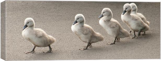Cygnets at Saltwell Park Canvas Print by Richie Miles
