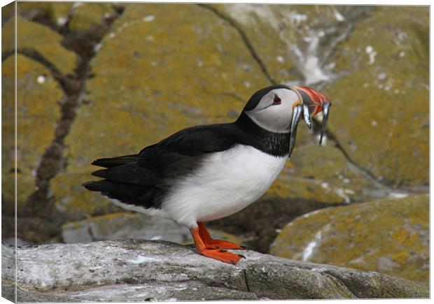 Puffin at Farne Islands with lunch! Canvas Print by Richie Miles
