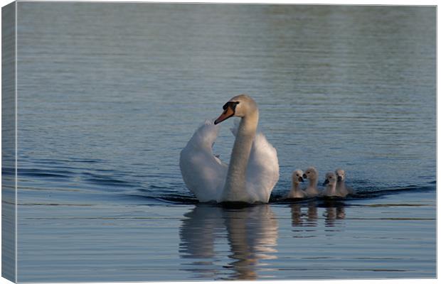 Mother swan with Cygnets Canvas Print by Richie Miles