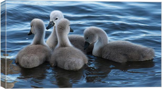 four cygnets Canvas Print by Richie Miles