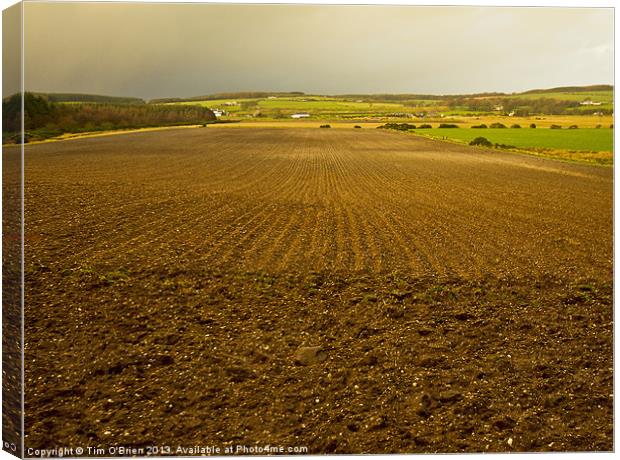 Ploughed Field in Winter Light Canvas Print by Tim O'Brien