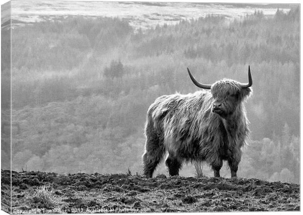 Highland Cow Canvas Print by Tim O'Brien