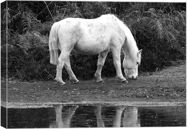 Grey Mare New Forest Canvas Print by Tim O'Brien