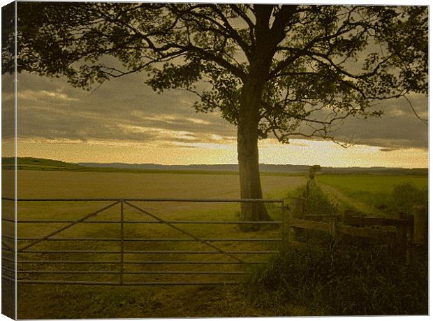 Tree and Field Canvas Print by Tim O'Brien