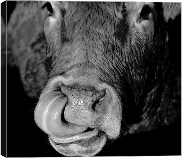 Cow and Tongue Canvas Print by Tim O'Brien