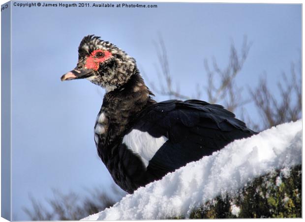 Winter Muscovy Canvas Print by James Hogarth