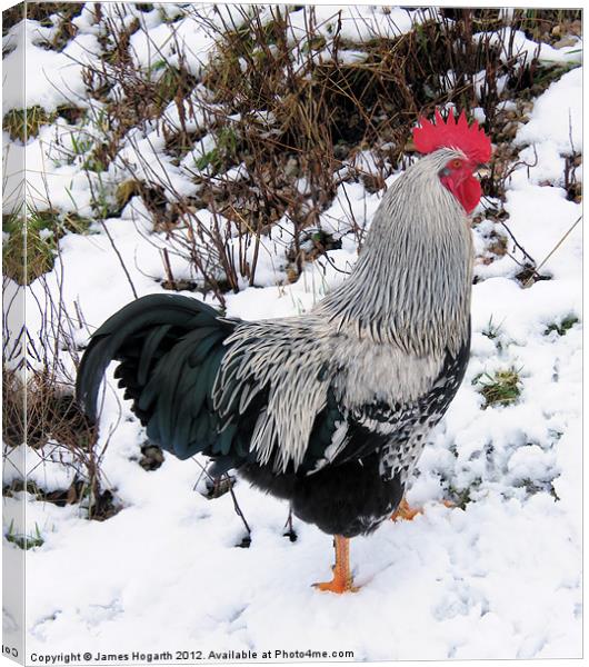 Cockerel in the Snow Canvas Print by James Hogarth