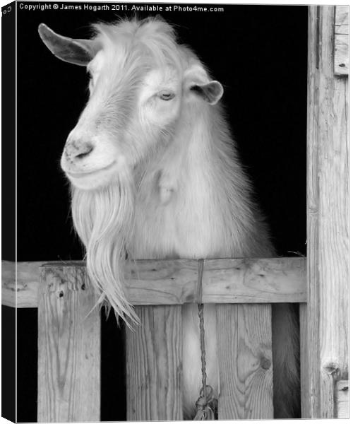 Black & White Basil the Billy Canvas Print by James Hogarth