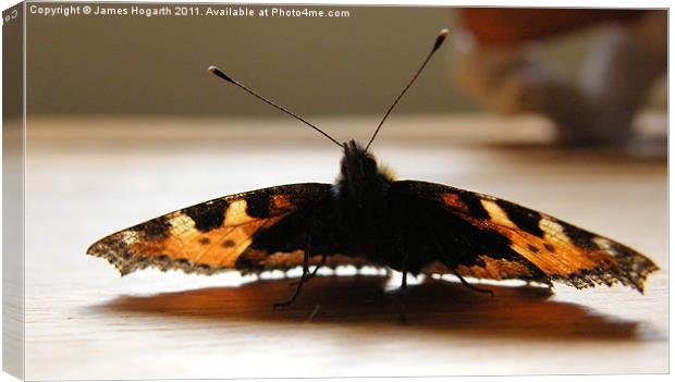 Windowsill Visitor Canvas Print by James Hogarth