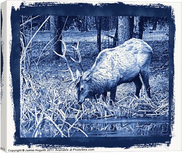 Blue Grazing Elk Canvas Print by James Hogarth