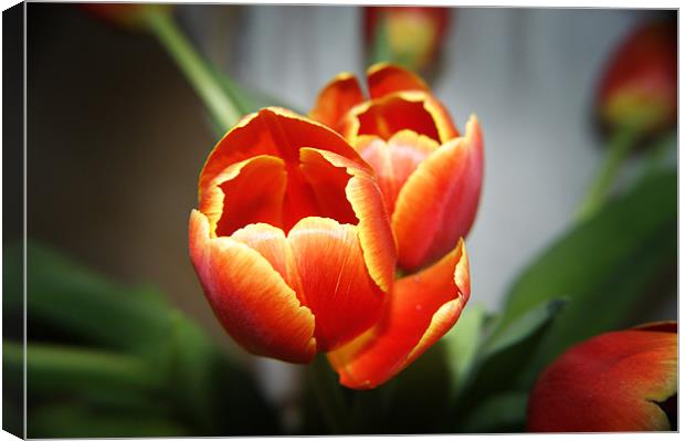 Tulips Canvas Print by michelle stevens