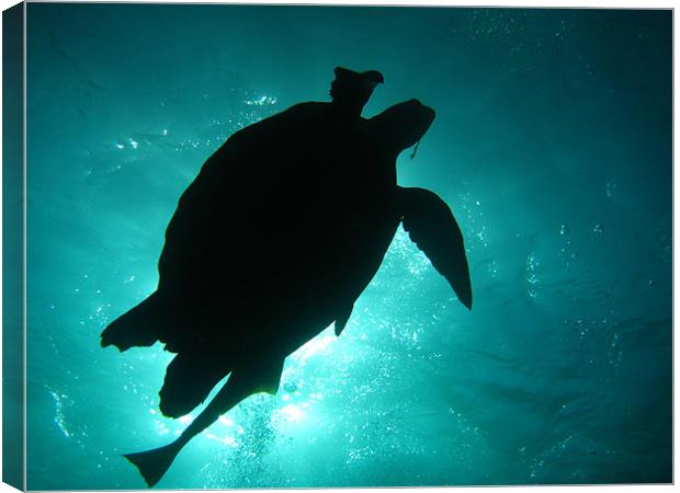 Turtle Silhouette Canvas Print by Sarah Miles