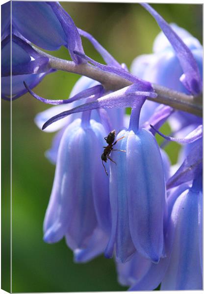 Ant on bluebell Canvas Print by Sarah Miles