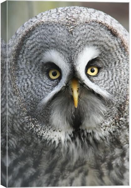 Great Grey Owl Canvas Print by Sarah Miles