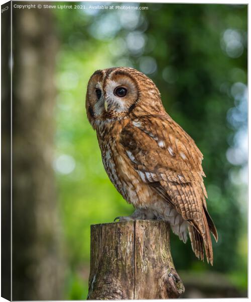 Tawny Owl Canvas Print by Steve Liptrot
