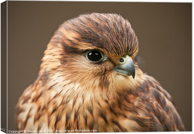 Merlin (Falco columbarius) Canvas Print by Steve Liptrot