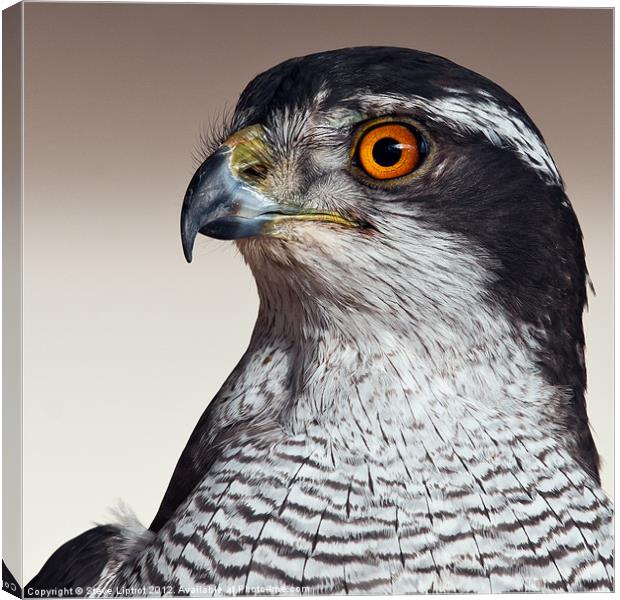 Northern Goshawk (Accipiter gentilis) Canvas Print by Steve Liptrot