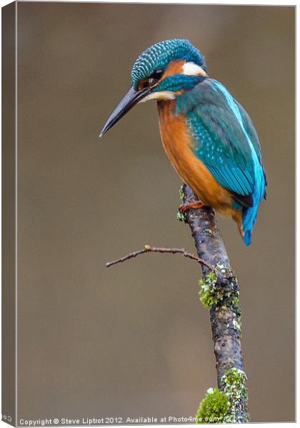 Common Kingfisher (Alcedo atthis) Canvas Print by Steve Liptrot
