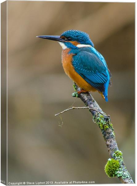 The Common Kingfisher (Alcedo atthis) Canvas Print by Steve Liptrot