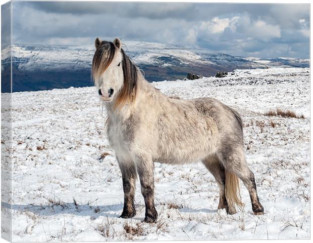 Welsh Mountain Pony Canvas Print by Steve Liptrot
