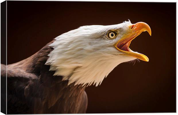 Bald eagle (Haliaeetus leucocephalus) Canvas Print by Steve Liptrot