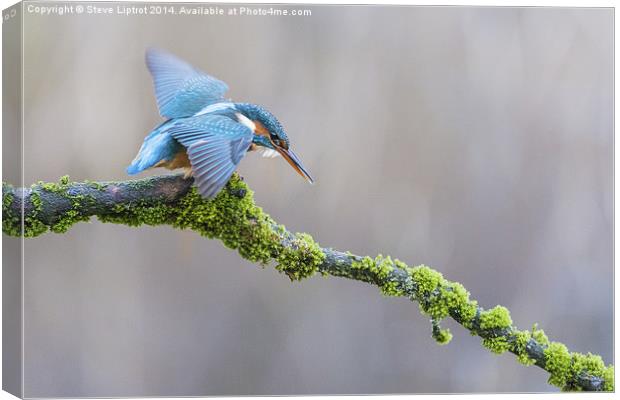  The Common Kingfisher (Alcedo atthis) Canvas Print by Steve Liptrot