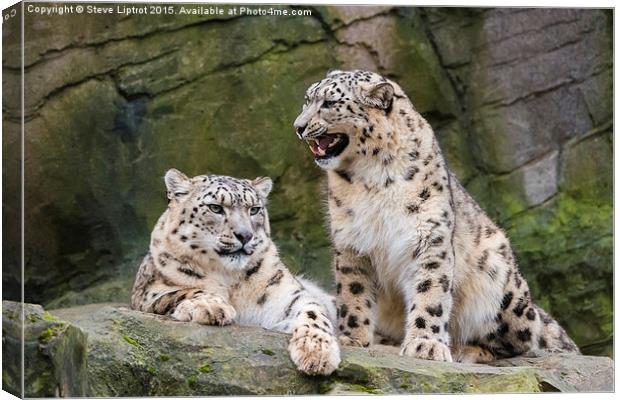  Snow leopards (Panthera uncia) Canvas Print by Steve Liptrot