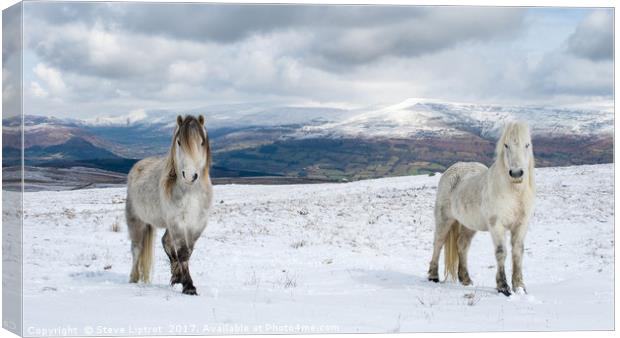 Welsh mountain ponies Canvas Print by Steve Liptrot