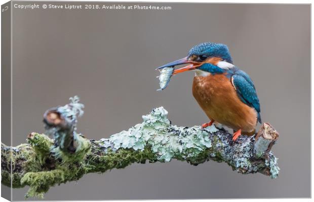 Common kingfisher (Alcedo atthis) Canvas Print by Steve Liptrot